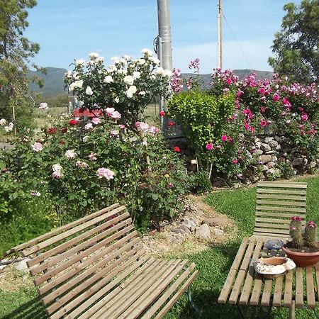 Il Vecchioliveto Di Ornella Bed and Breakfast Marrùbiu Kamer foto