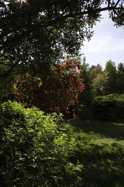 Il Vecchioliveto Di Ornella Bed and Breakfast Marrùbiu Buitenkant foto