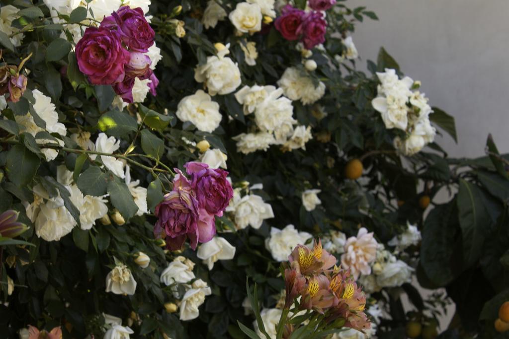 Il Vecchioliveto Di Ornella Bed and Breakfast Marrùbiu Buitenkant foto
