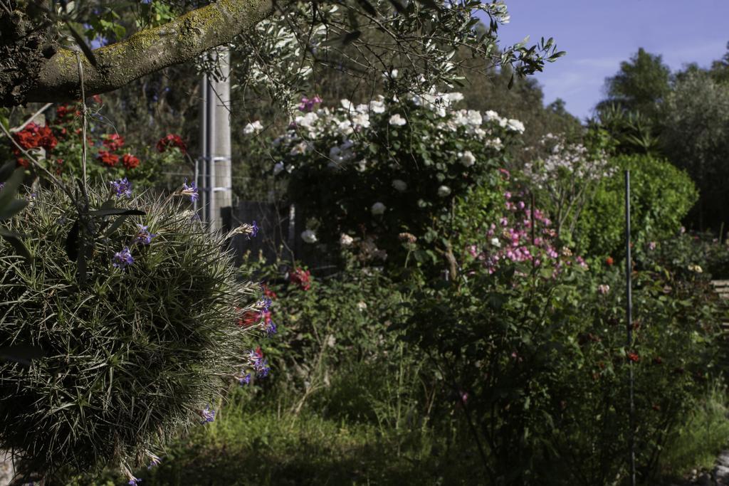 Il Vecchioliveto Di Ornella Bed and Breakfast Marrùbiu Buitenkant foto