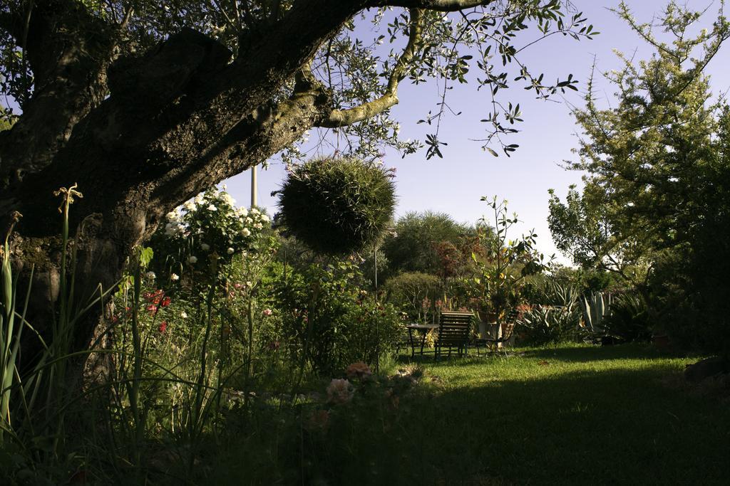 Il Vecchioliveto Di Ornella Bed and Breakfast Marrùbiu Buitenkant foto